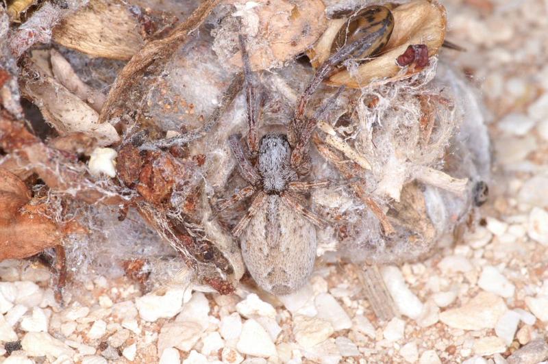 Phryganoporus_canididus_D3614_Z_84_Hamelin pool_Australie.jpg